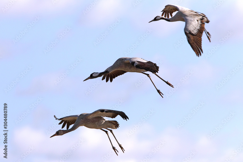 Common crane, Grus grus, birds