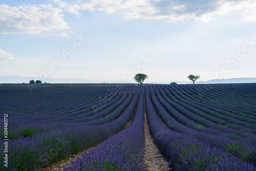 French lavender field at sunset. Provence, Lavender field at sunset, Valensole Plateau.