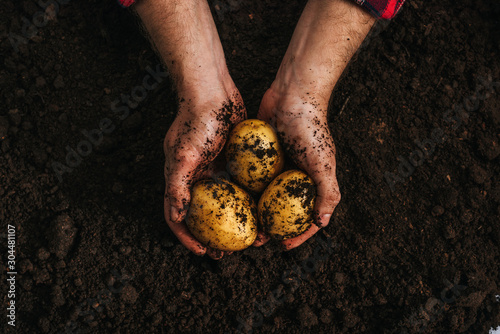 cropped view of farmer holding ripe natural potatoes in ground