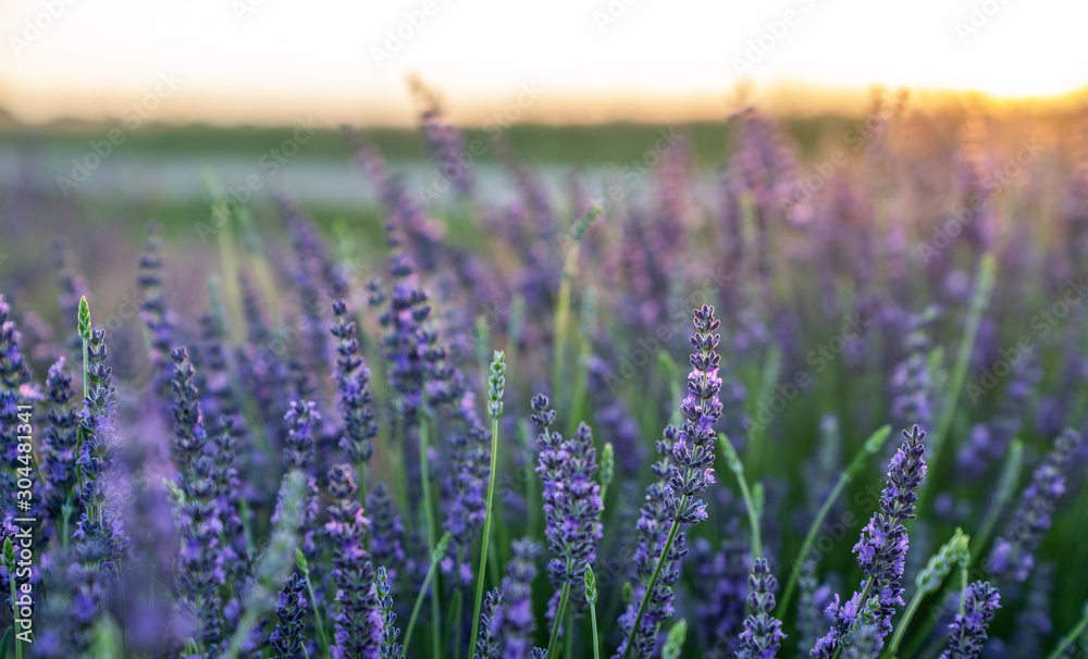 Selective focus on lavender flower in flower garden. Lavender flowers lit by sunlight. Sunset over a violet lavender field in Provence.