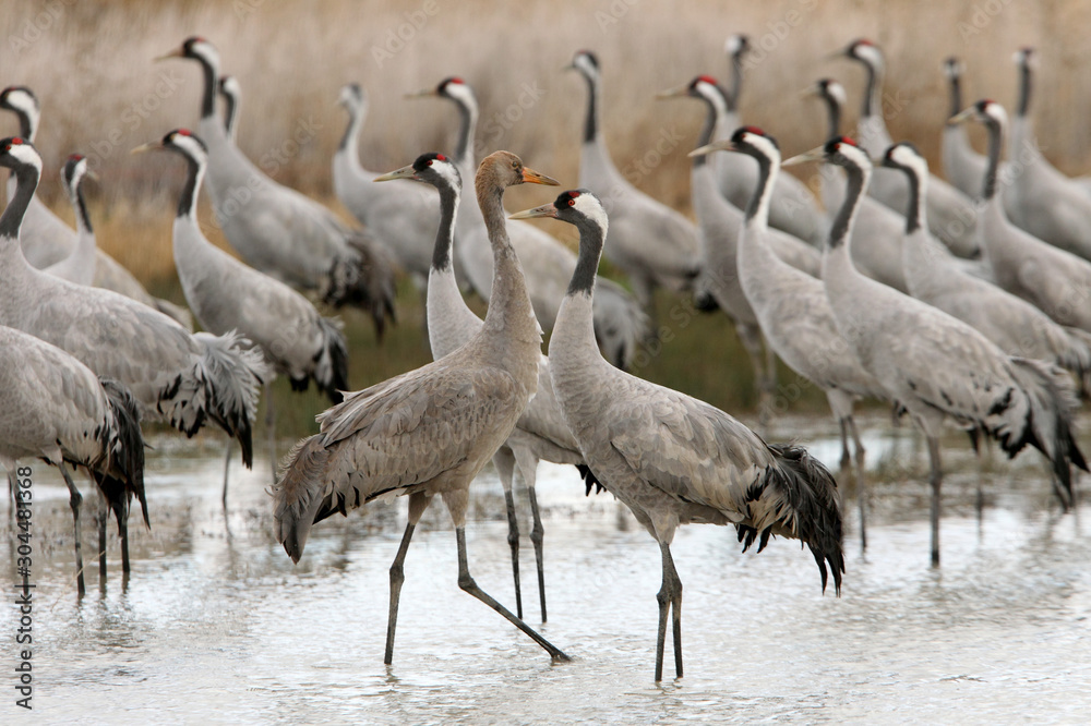 Common crane, Grus grus, birds Common crane, Grus grus, birds