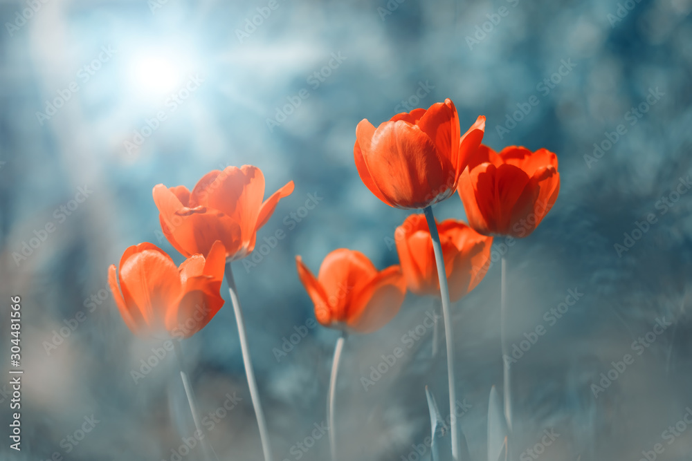 Beautiful spring background bright red tulips in the sunlight on an abstract blue background. Selective focus. - obrazy, fototapety, plakaty 