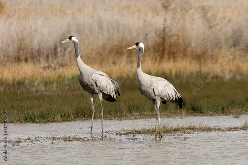 Common crane in a wetland of central Spain in the morning © Jesus