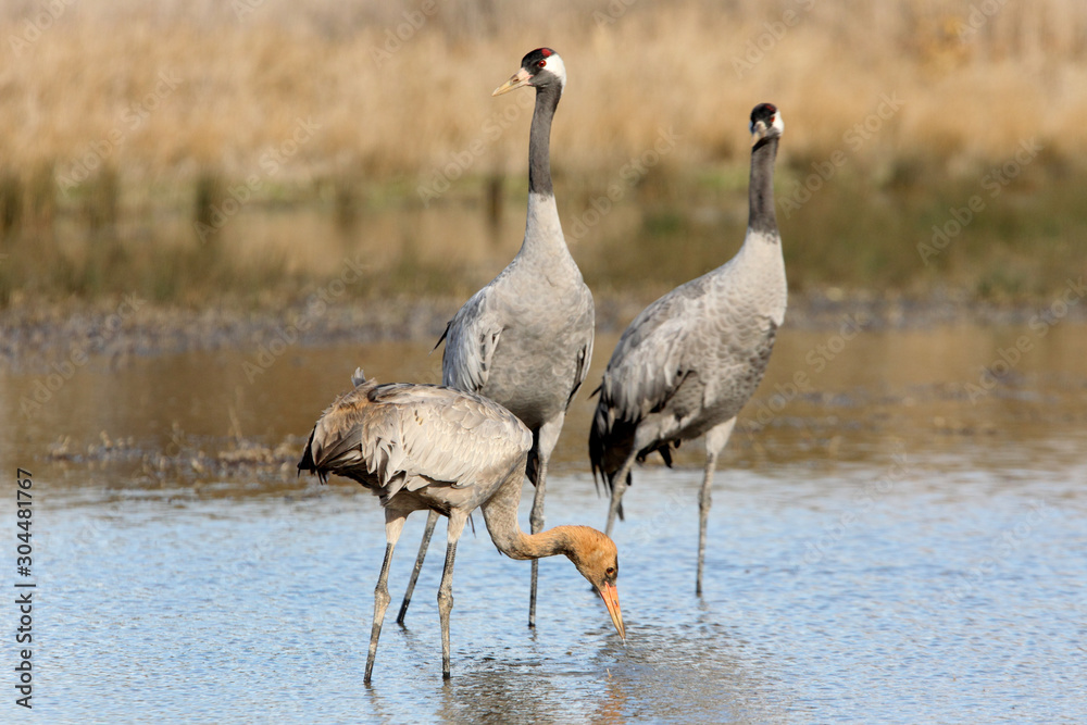 Fototapeta premium Common crane, Grus grus, birds