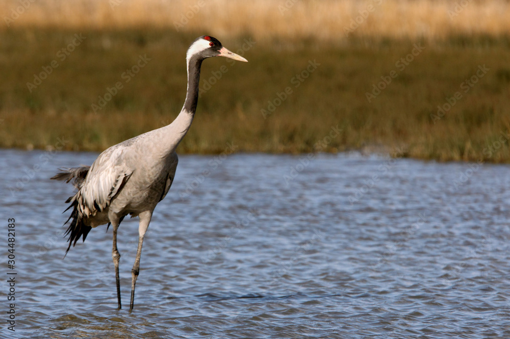 Common crane in a wetland in the morning, Grus grus, birds, cranes