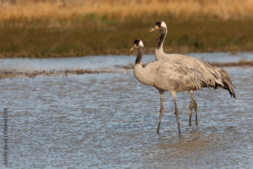 Common crane in a wetland in the morning, Grus grus, birds, cranes