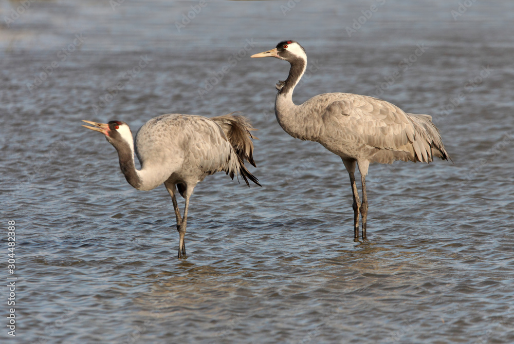 Common crane, Grus grus, birds Common crane, Grus grus, birds