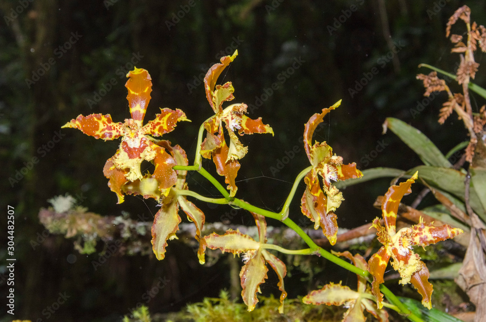 Tiger orchid in a Colombian natural environment Tiger orchid in a Colombian natural environment