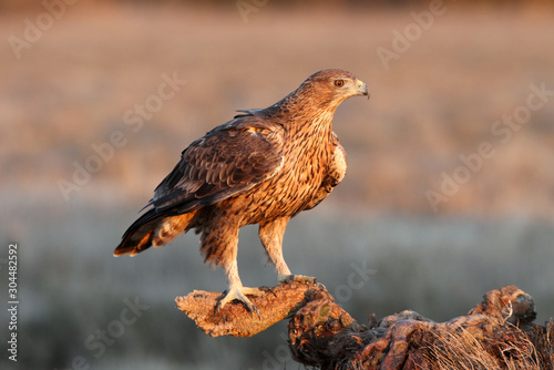 Two years old female of Bonelli´s Eagle with the first sunrise lights, Aquila fasciata photo