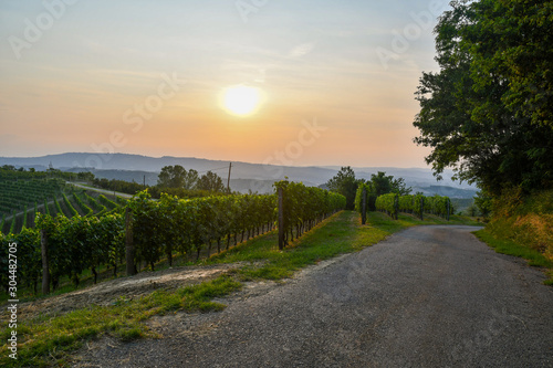 A country road in the vineyards landscape of Langhe hills, Unesco World Heritage Site, at sunset in summer, Montelupo Albese, Cuneo, Piedmont, Italy