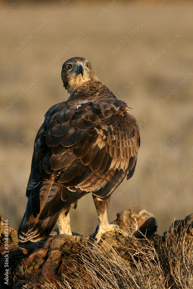 Fototapeta premium two years old female of Bonelli´s Eagle, Aquila fasciata
