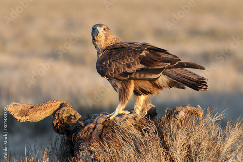 Two years old female of Bonelli´s Eagle, Aquila fasciata