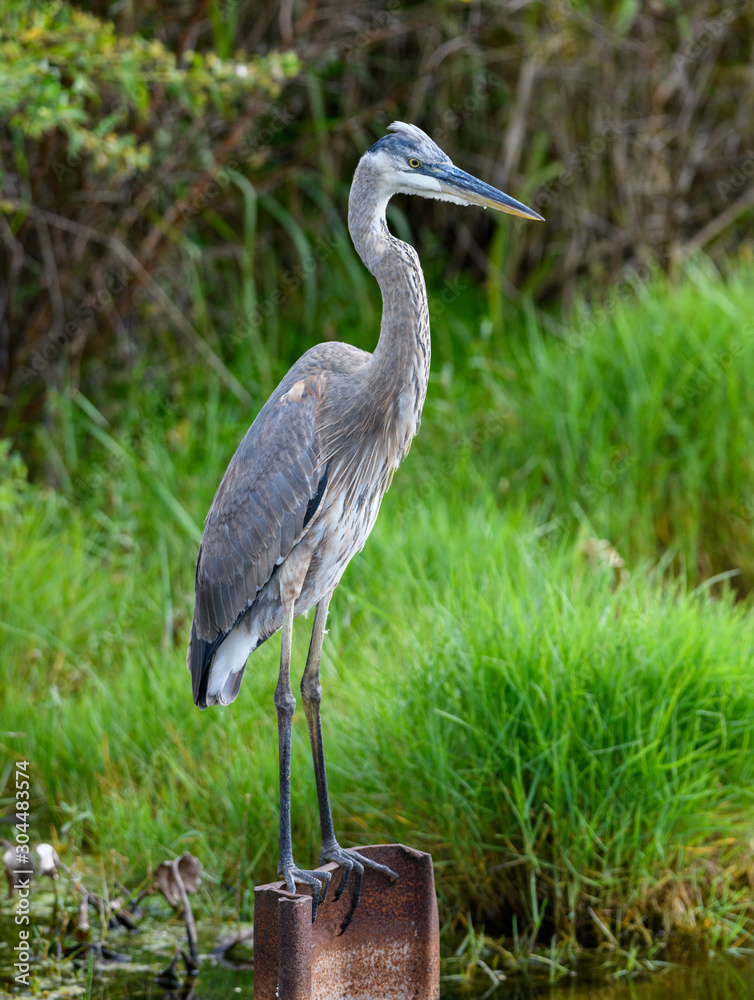 Great blue heron standing watch Great blue heron standing watch