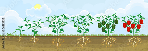 Life cycle of pepper plant. Growth stages from seed to flowering and fruiting plant with ripe red peppers in garden