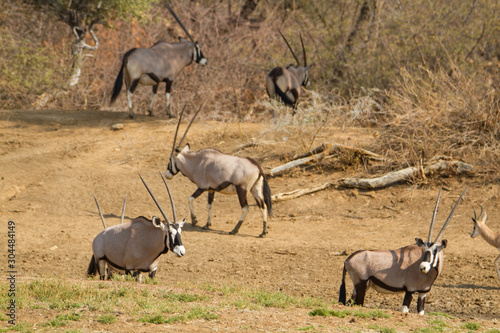 Gruppe von Oryxantilopen im trockenen Grasland auf einer Jagdfarm in Namibia  Afrika