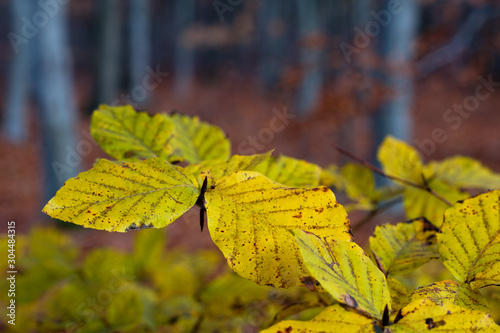 Indian sommer with colorful leaves in autumn.