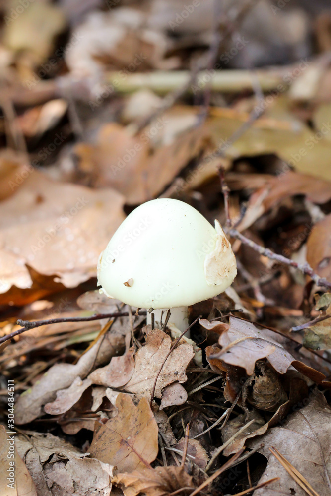 Pilz, Pilze im Wald trifft man häufig im Herbst an Pilz, Pilze im Wald trifft man häufig im Herbst an