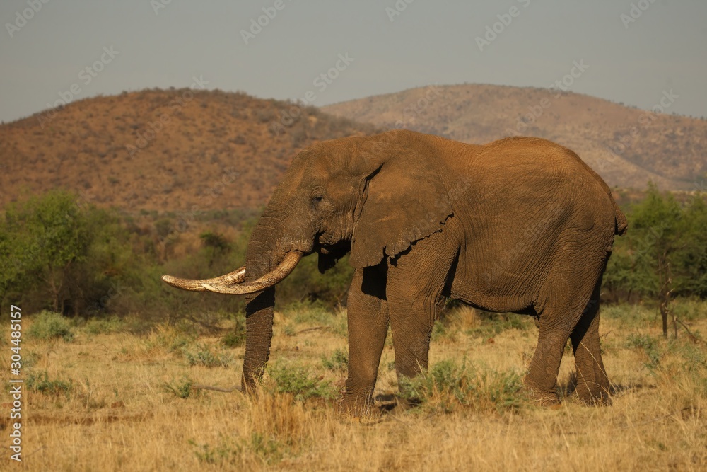 Obraz premium The huge and old Elephant male (Loxodonta africana) in Pilanesberg National Park.