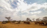 Frei gehaltene Rinder unter weitem Himmel auf einer Farm in Namibia