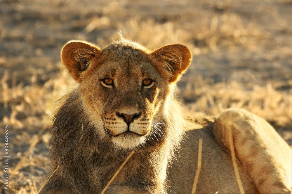 Young lion male (Panthera leo) have a rest in Kalahari desert. Young lion male (Panthera leo) have a rest in Kalahari desert.
