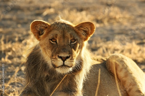 Young lion male  Panthera leo  have a rest in Kalahari desert.