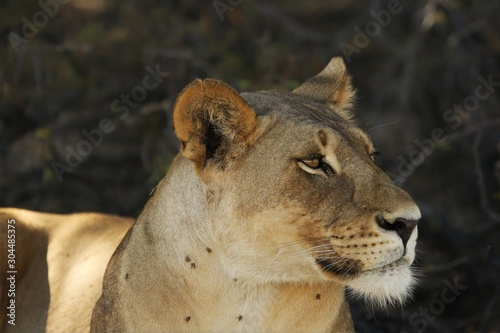 Lioness (Panthera leo) laying in sand in Kalahari Desert.