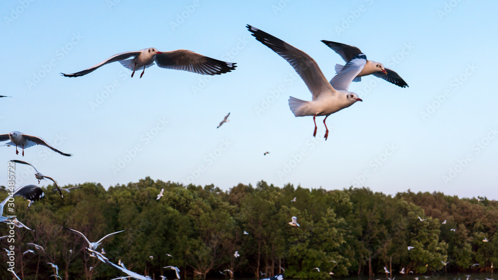 Obraz premium Seagull