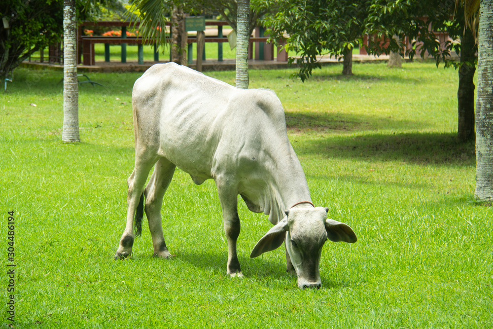 Obraz premium Cow eating grass