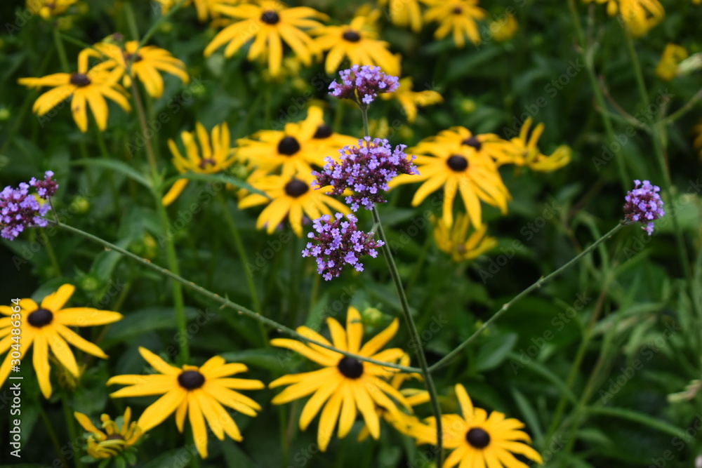 Beautiful Rudbeckia fulgida or orange coneflower with purple wildflowers found in Whistler, Canada Beautiful Rudbeckia fulgida or orange coneflower with purple wildflowers found in Whistler, Canada