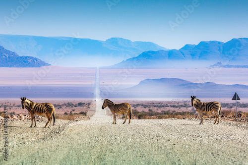 Canvas Print Zebras crossing the road, Namibia, Africa