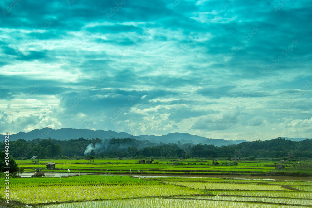 Green rice field in northern Thailand