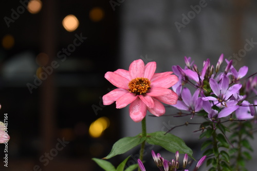 Peruvian Zinnia or Zinnia Peruviana