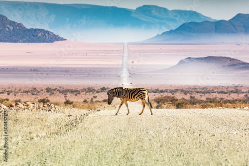 Zebras crossing the road, Namibia, Africa