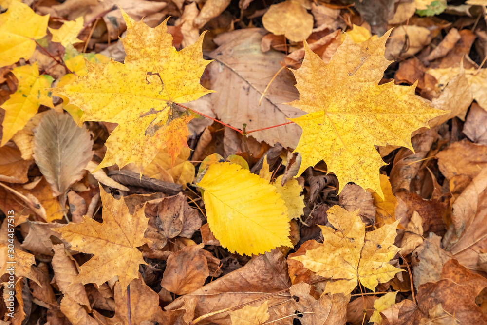 Fallen Bright yellow maple and lime leaves on a carpet of withered brown leaves. Moscow.Neskuchny garden. Fallen Bright yellow maple and lime leaves on a carpet of withered brown leaves. Moscow.Neskuchny garden.