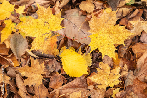 Fallen Bright yellow maple and lime leaves on a carpet of withered brown leaves. Moscow.Neskuchny garden.