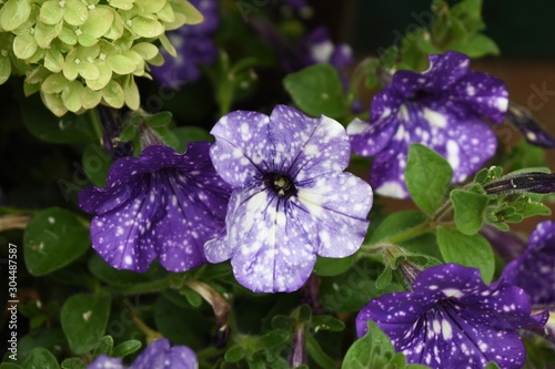 Wallpaper Mural Night Sky Petunia (Petunia axillaris) , beautiful galaxy-like color flower Torontodigital.ca