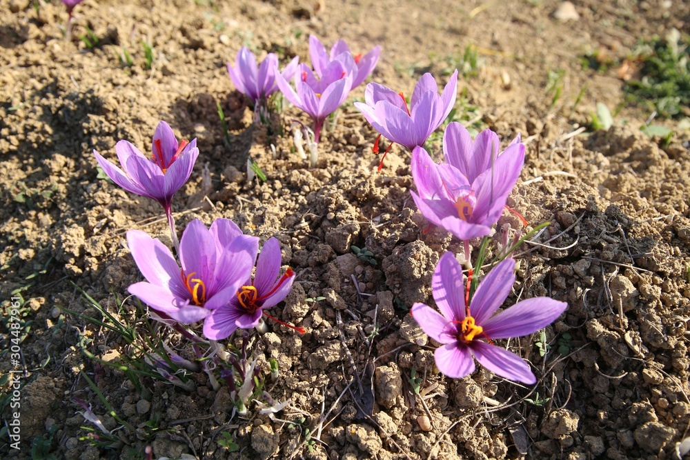 Harvest Flowers of saffron after collection. Crocus sativus, commonly known as the Harvest Flowers of saffron after collection. Crocus sativus, commonly known as the