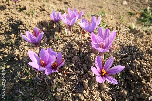 Harvest Flowers of saffron after collection. Crocus sativus, commonly known as the "saffron crocus'' .turkey