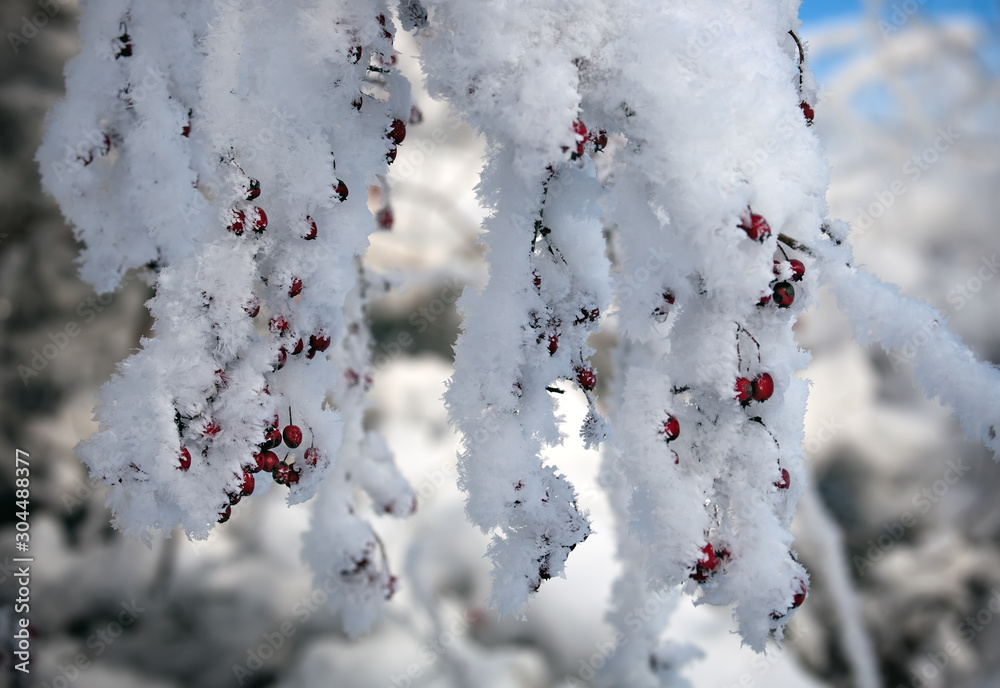 red hawthorn berries under snow