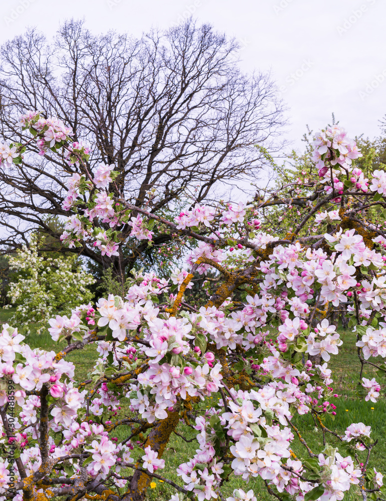 apple tree branches full of flowers on a large oak leafless background; spring landscape in apple orchard