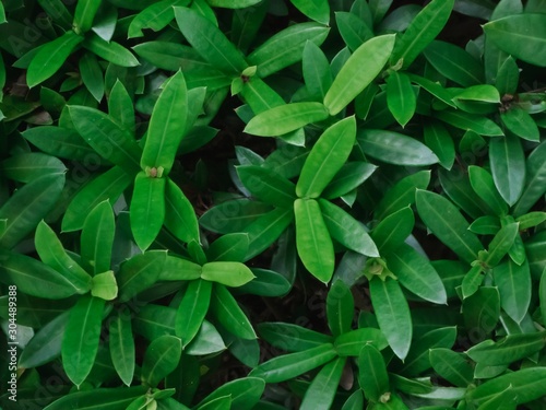 Green background. Beautiful green leaves. Ixora coccinea Leaves. © Sodamika