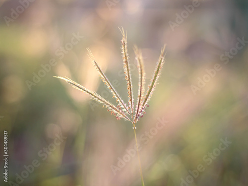 The grass flowers in the morning as the sun rises. © waraphot