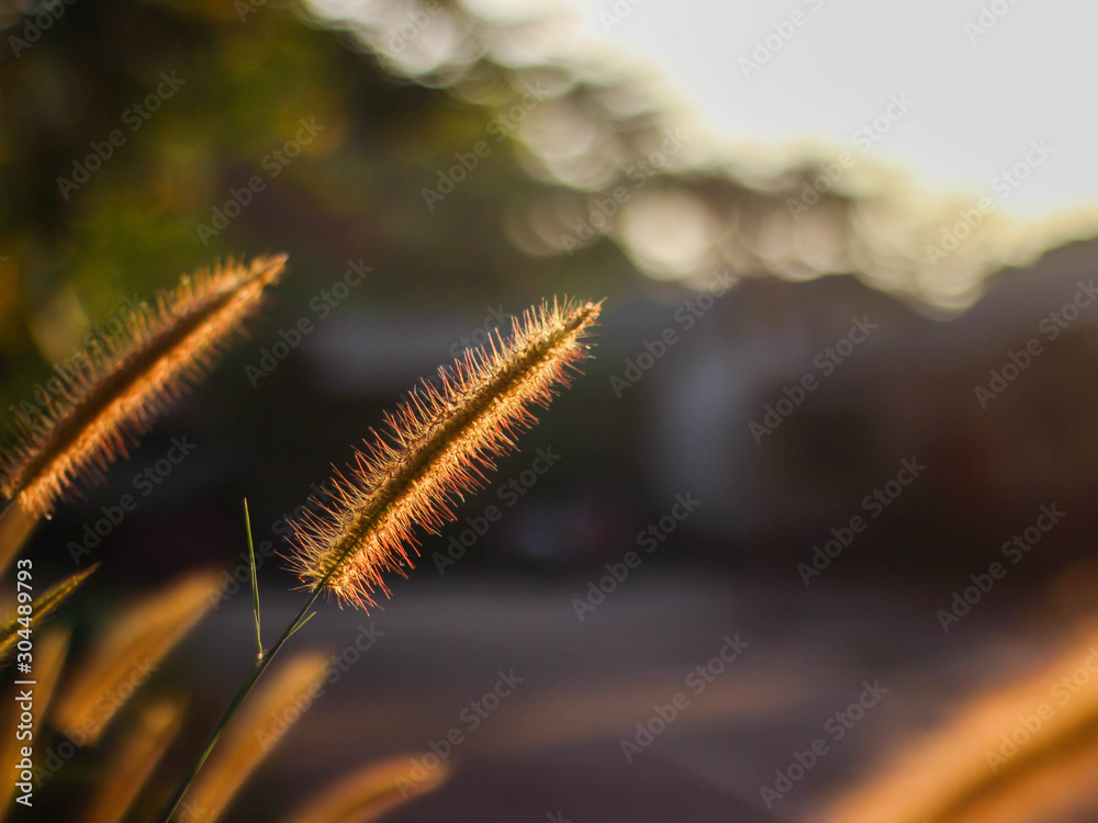 The grass flowers in the morning as the sun rises.