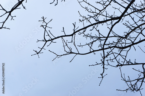 Branches without leaves against the sky. Buds of tree branches against a gray sky. Bare tree. A tree with thin branches without leaves.