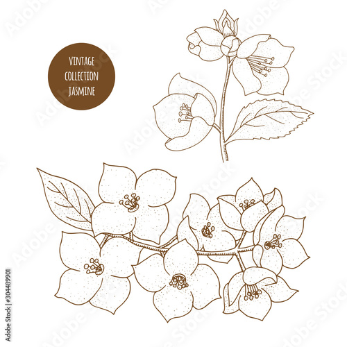 Jasmine. Vector hand drawn set of cosmetic plants isolated on white background. Essential oils components illustration. Aromatherapy ingredients. Sketch collection of natural floral elements.