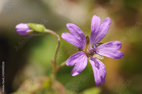 Geranium pyrenaicum Hedgerow Cranesbill small purple pink flower that grows in mountain areas in Andalusia