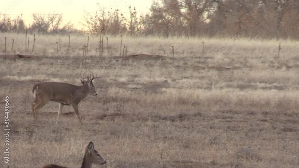 Rutting Whitetail Buck in Colorado in Autumn Rutting Whitetail Buck in Colorado in Autumn