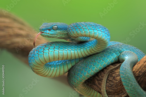 Blue viper snake on branch, viper snake, blue insularis