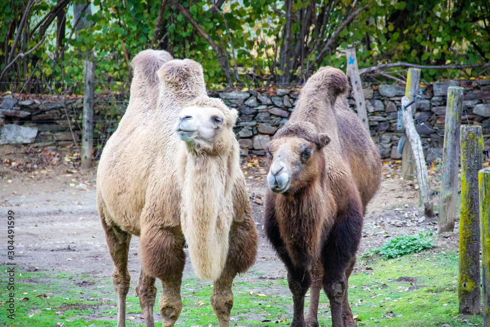 Front view of two camouflaged animals, also known as Two-Tailed or Bactrian Camel, Camelus ferus