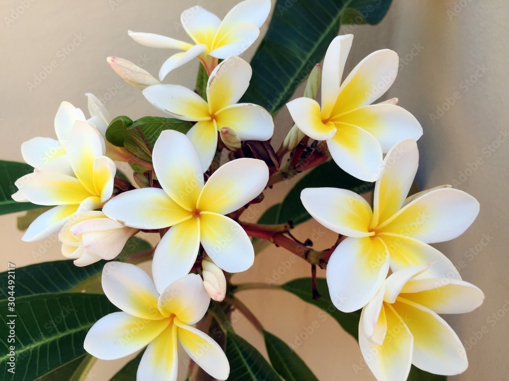 Fototapeta premium wunderschöne frangipani